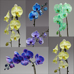 Pure Beauty Orchids ColorFuze