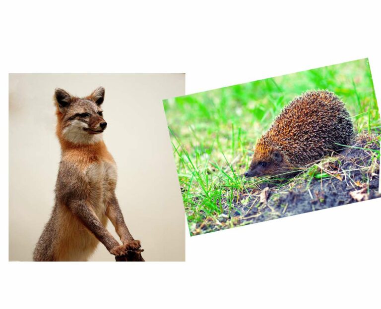 Fox or Hedgehog: Which are you?